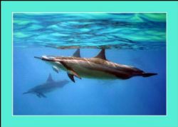 Spinner Dolphins - West Shore Oahu, Canon 300d by Glenn Poulain 